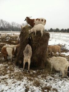 Desertification Image